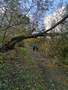 poškozený strom Stroupeč